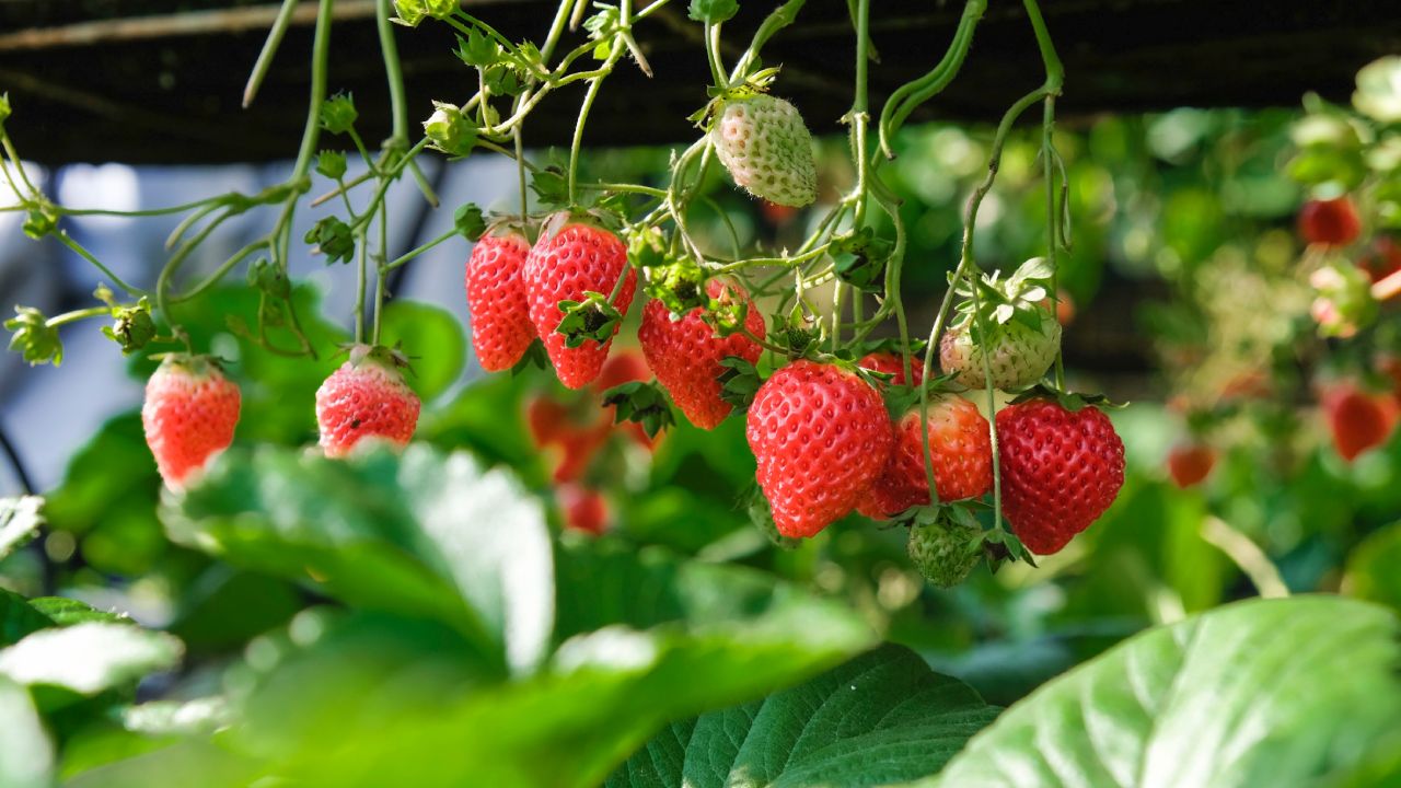 Cultivar fresas en tu jardín