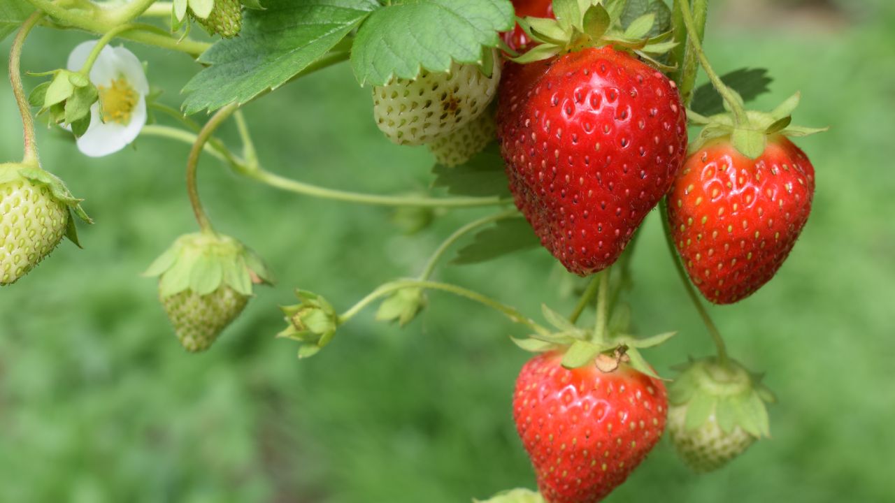 Cómo cultivar fresas en casa
