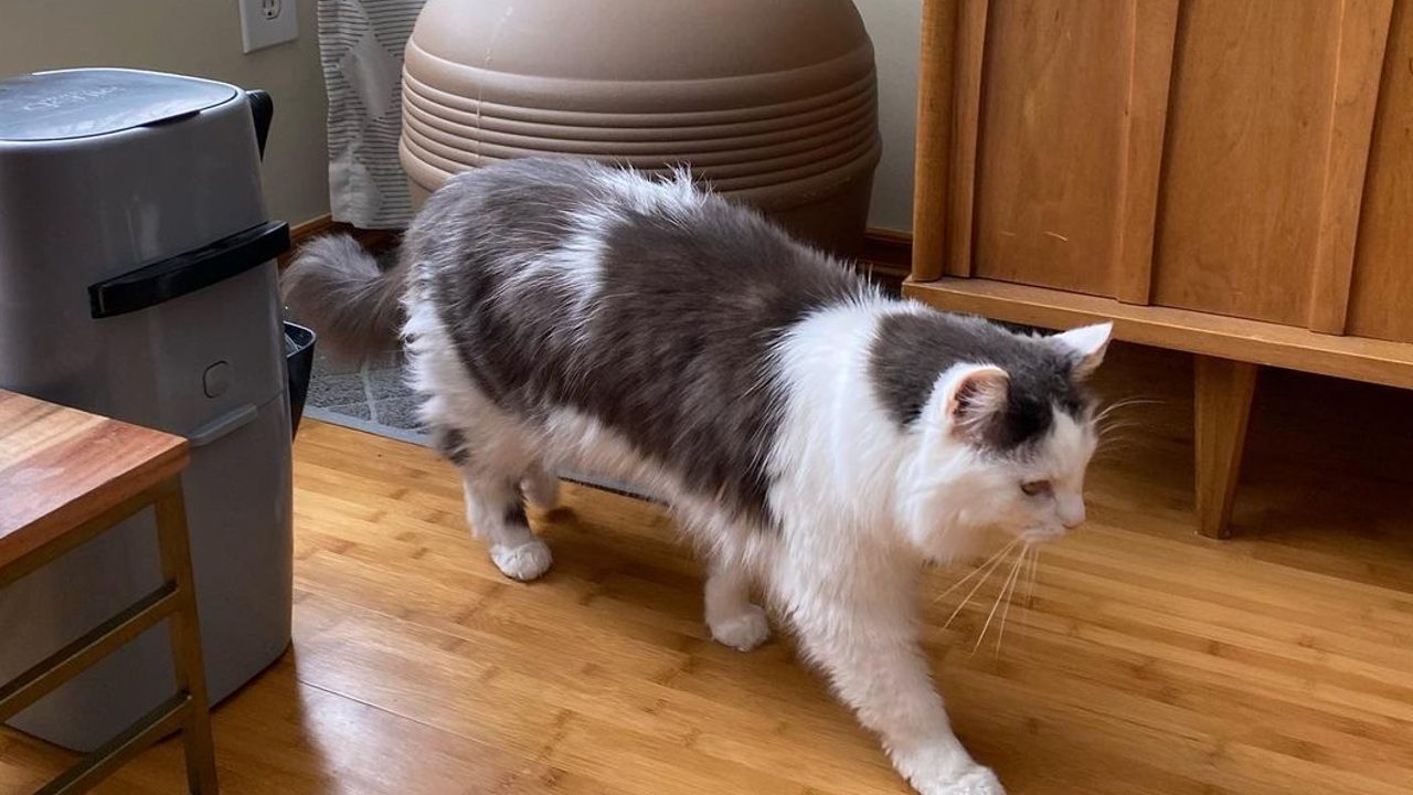 remedio casero gato deje de orinar por todas partes