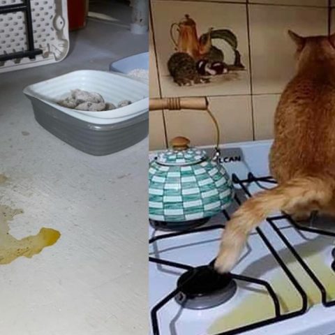 Truco para evitar que tu gato orine por todas partes