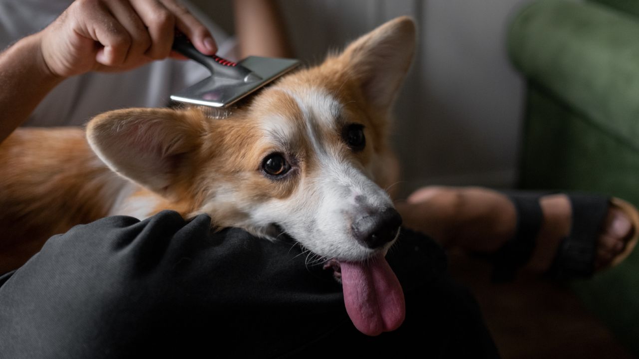 Quitar-el-pelo-de-perro-gato-de-la-ropa