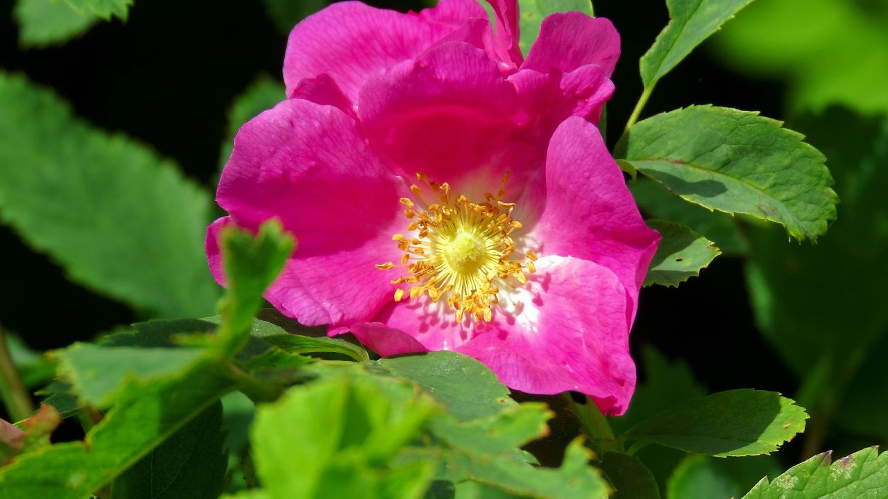 Aceite de rosa mosqueta para la piel