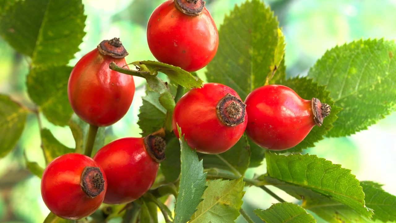 Beneficios del aceite de rosa mosqueta