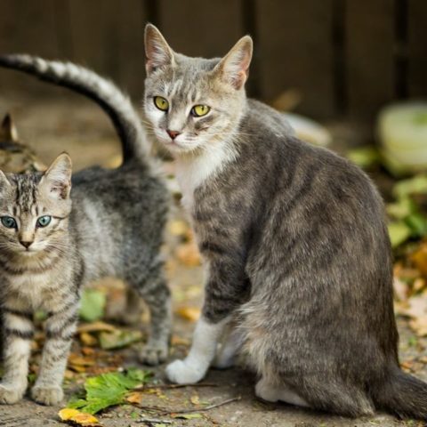 como ahuyentar gatos con pimienta y cafe