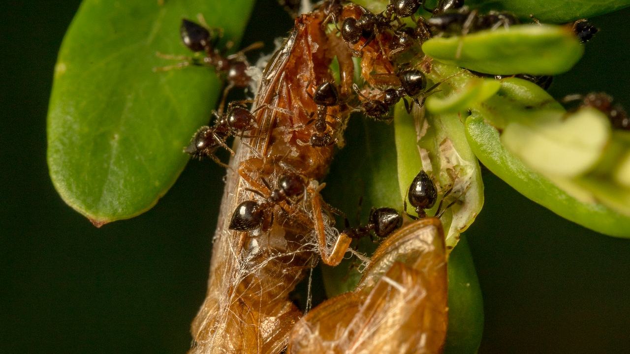 consejos para no tener homigas podadoras