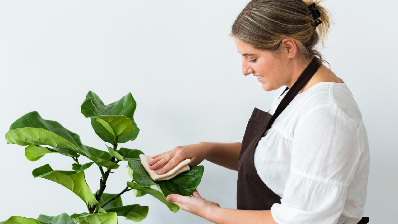 por que es importante limpiar las hojas de las plantas