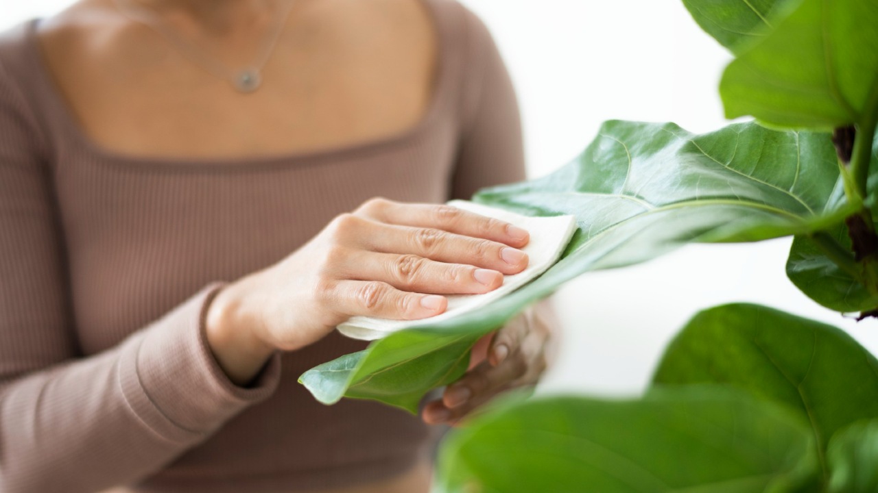 como limpiar las hojas de las plantas