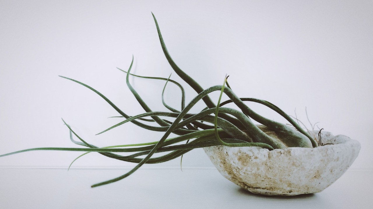 método para regar tus plantas de aire