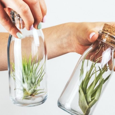 como regar tus plantas de aire