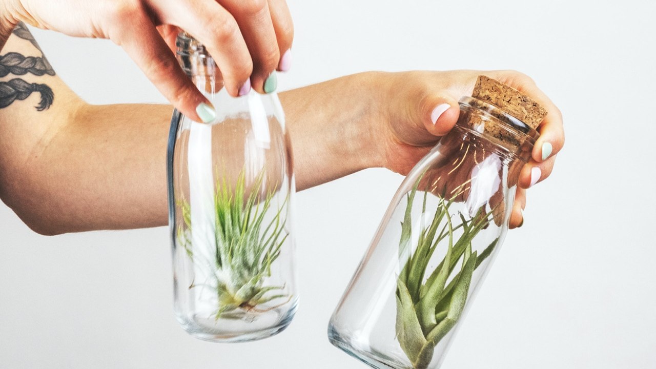 como regar tus plantas de aire