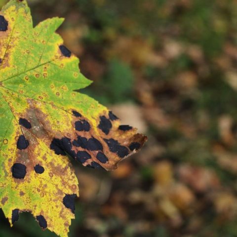 por-que-salen-manchas-negras-en-hojas-de-plantas