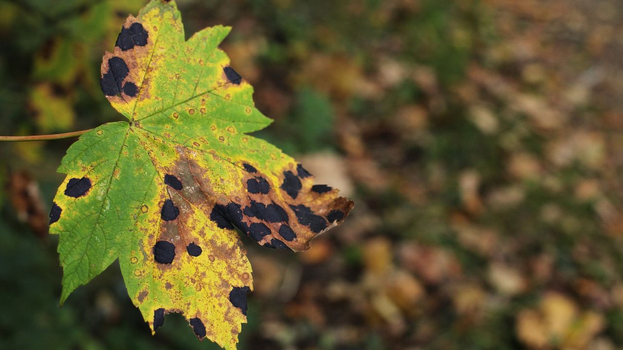 por-que-salen-manchas-negras-en-hojas-de-plantas