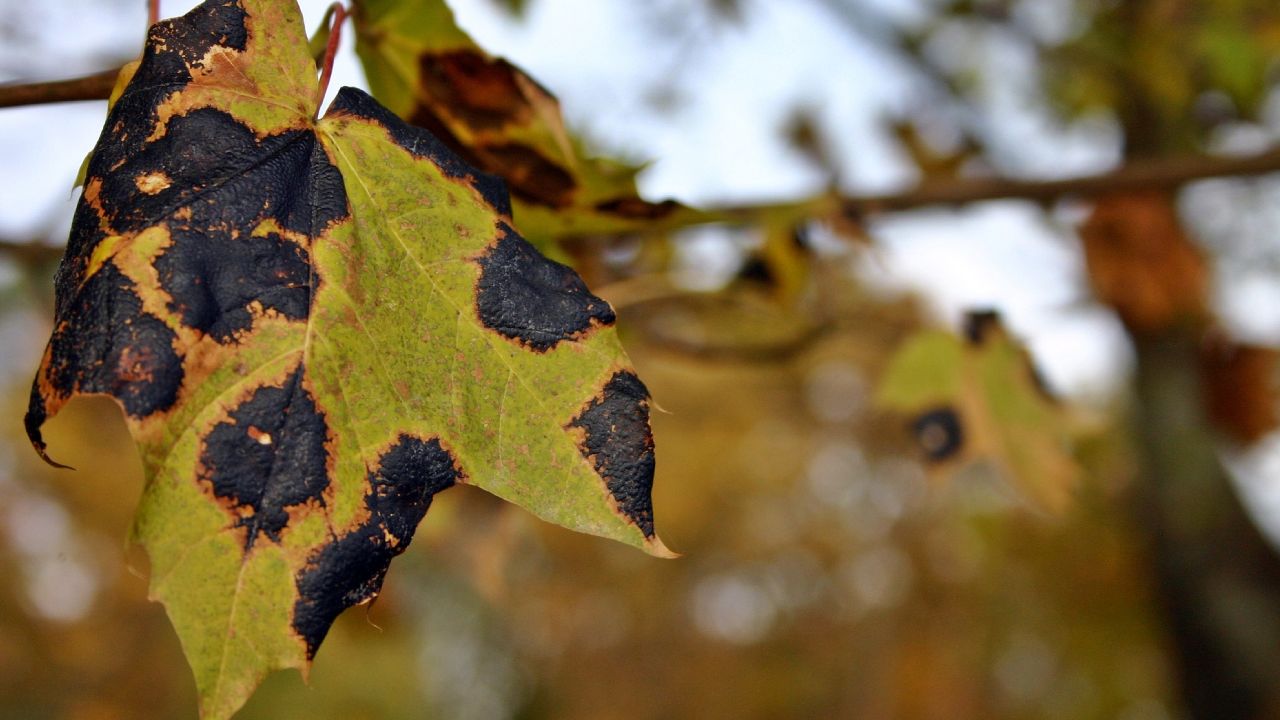 Como-sanar-las-hojas-negras-de-las-plantas