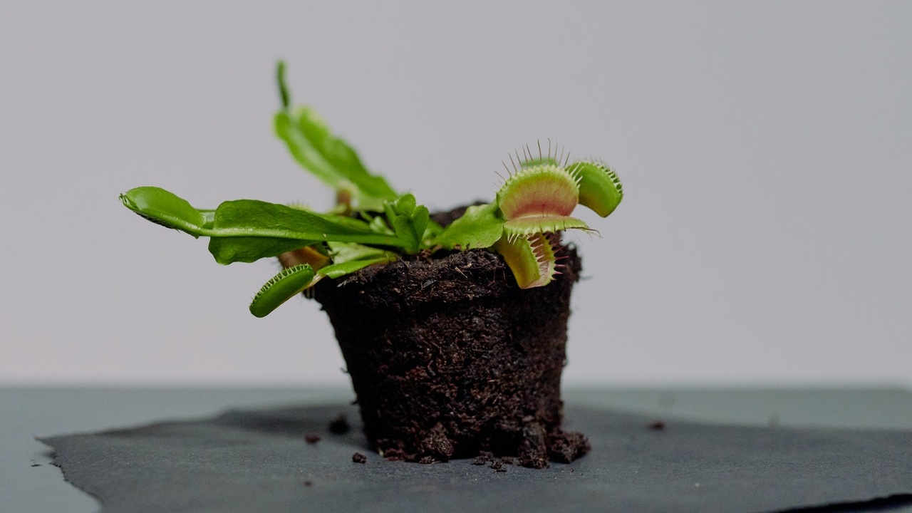 cuidados de una planta insectívora