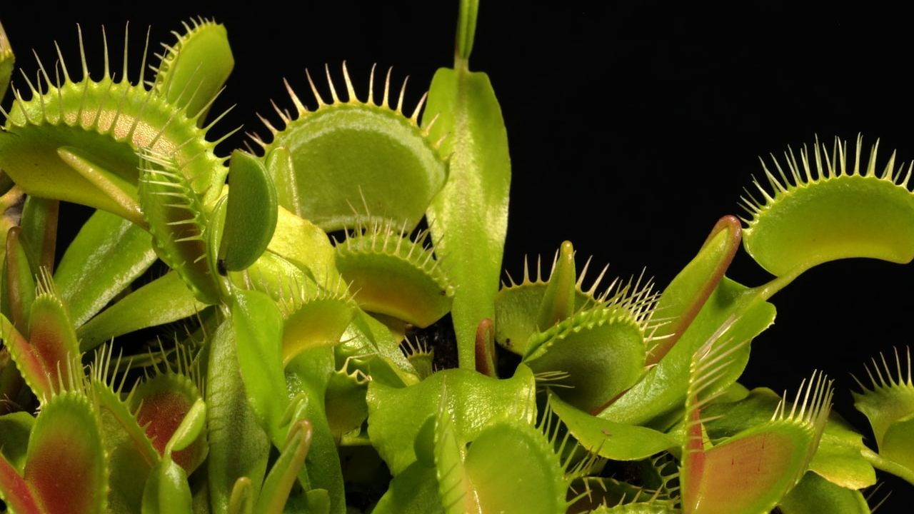 que comen las plantas carnivoras