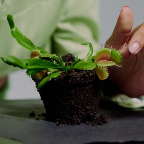 qué hacer para que no se muera tu planta carnívora