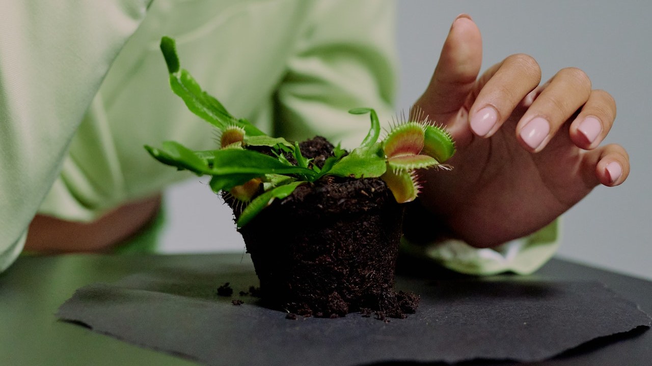 qué hacer para que no se muera tu planta carnívora