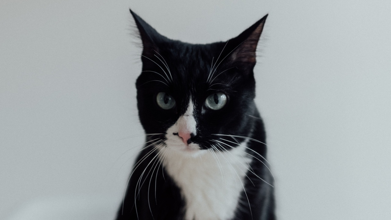 gatos pueden volver a casa si se pierden