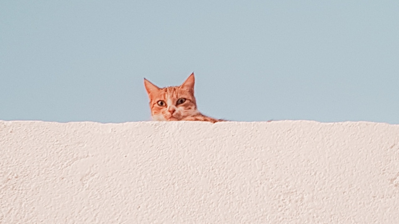 que pasa si mi gato se escapa