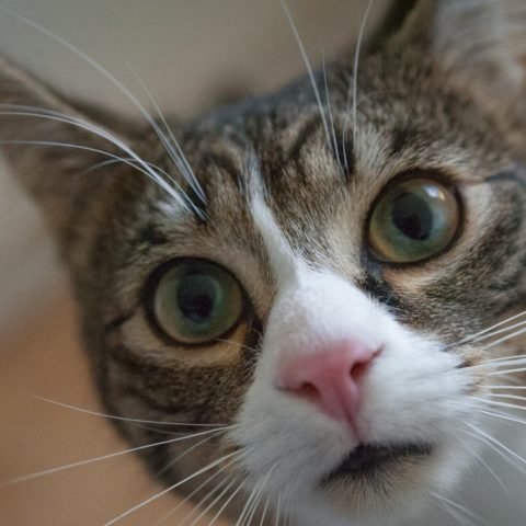 gatos pueden volver a casa