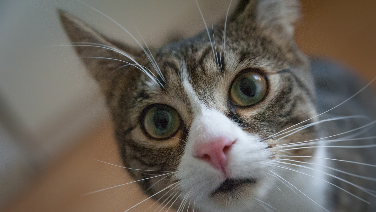 gatos pueden volver a casa