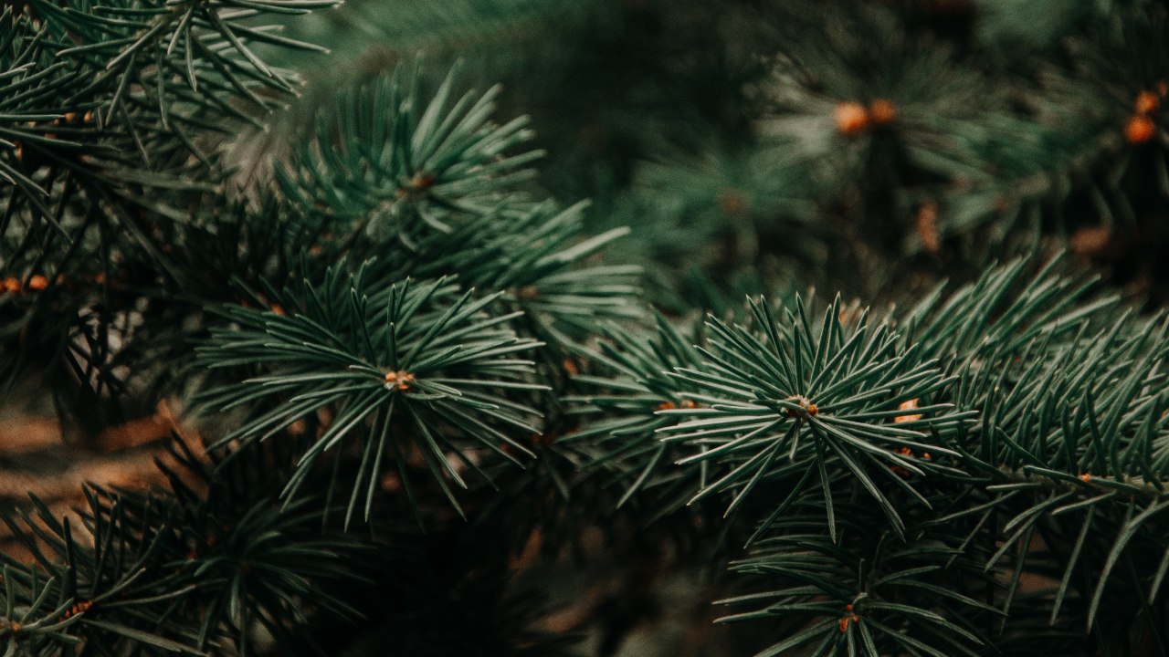 lugares donde cortar arbol de navidad cerca de cdmx