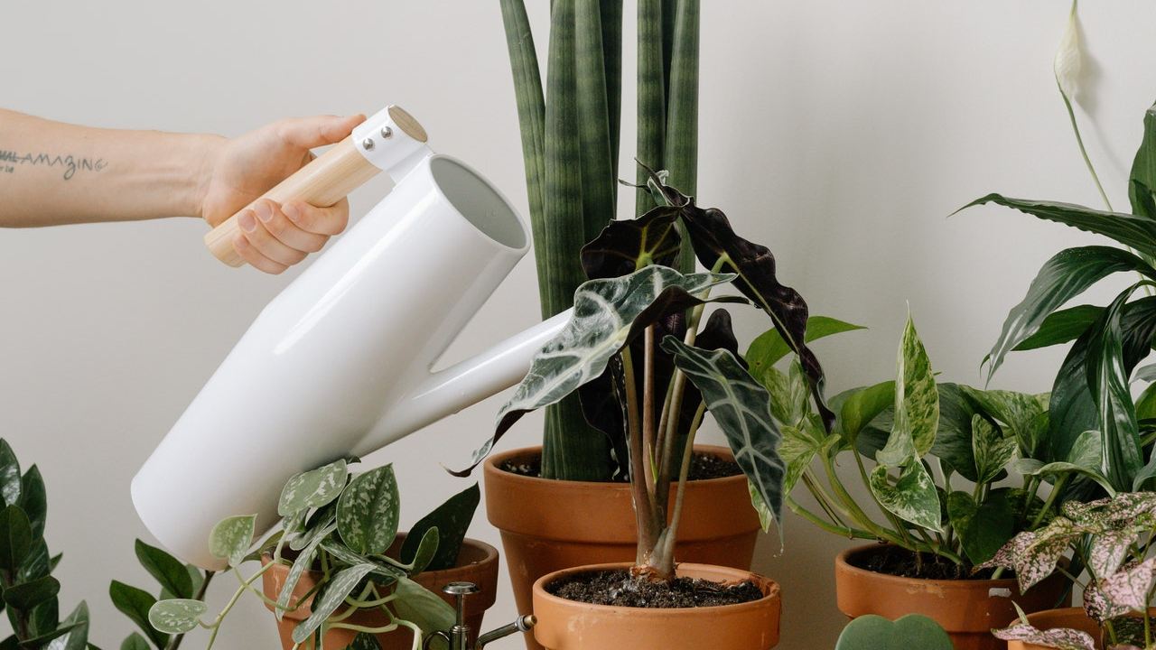 plantas que eliminan radiación