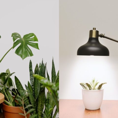 plantas que ayudan a absorber la energia de aparatos