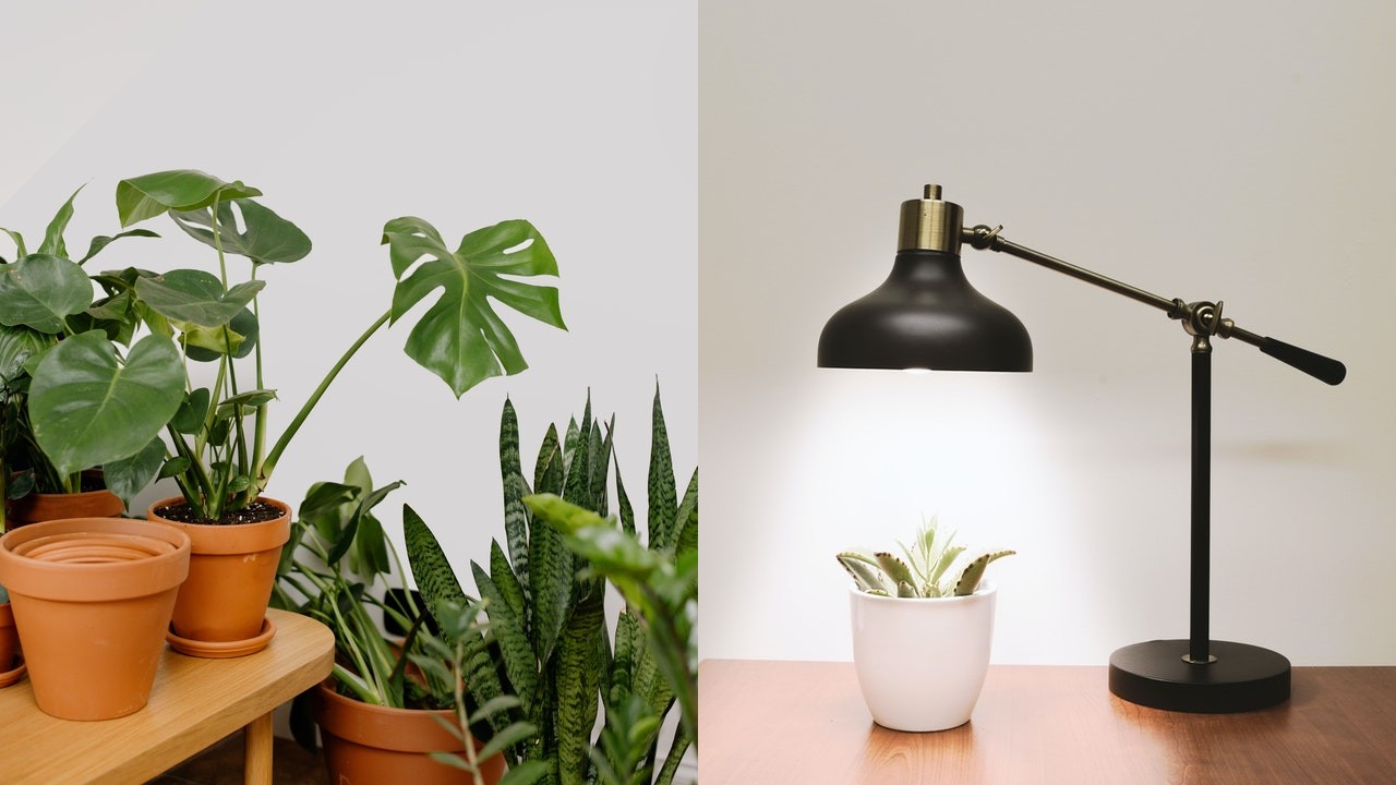 plantas que ayudan a absorber la energia de aparatos