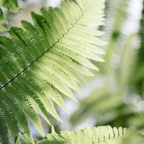 Abono-con-papa-para-fortalecer-tus-helechos