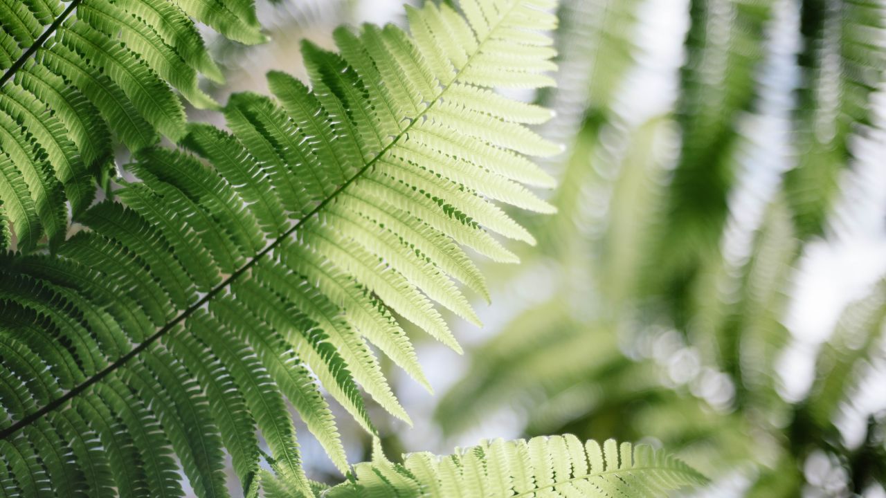 Abono-con-papa-para-fortalecer-tus-helechos