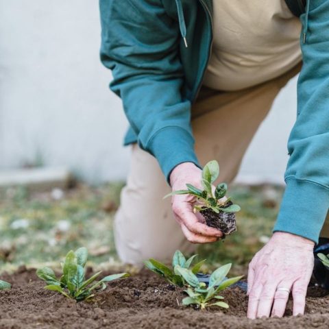 abono de borrego cómo se usa