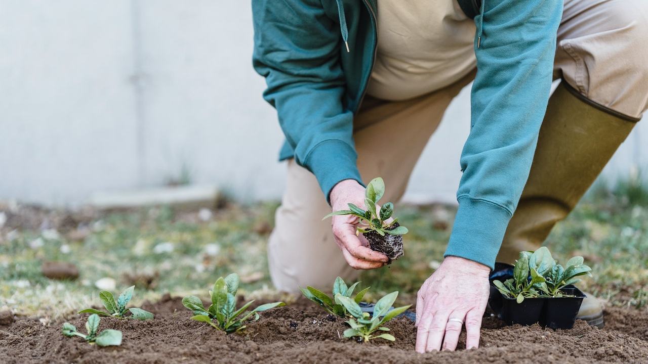 abono de borrego cómo se usa