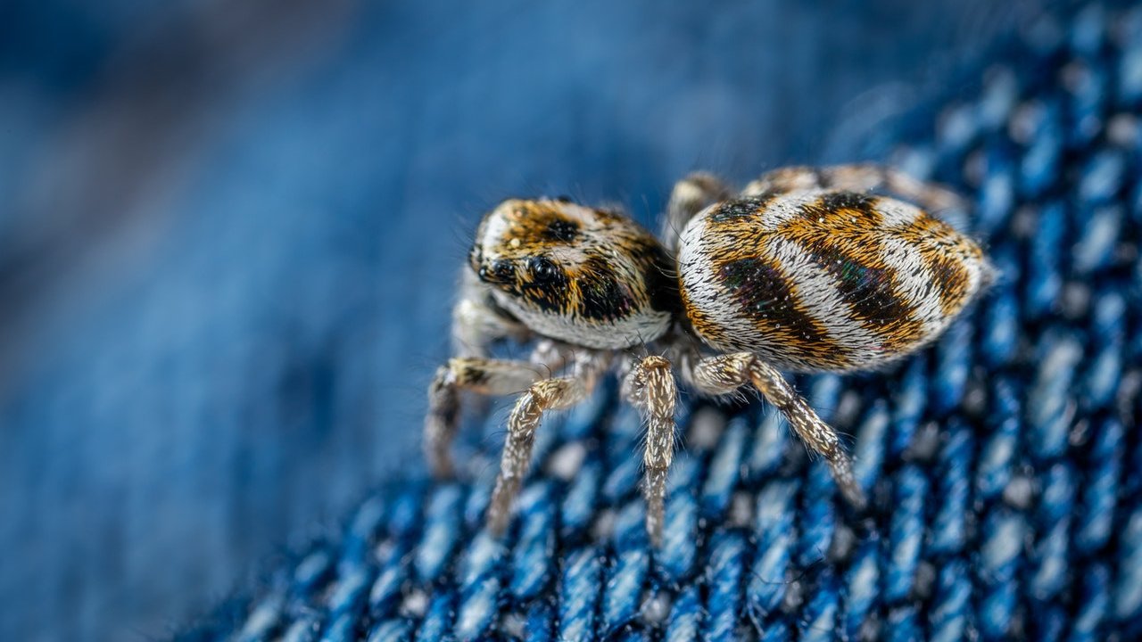 qué atrae a las arañas