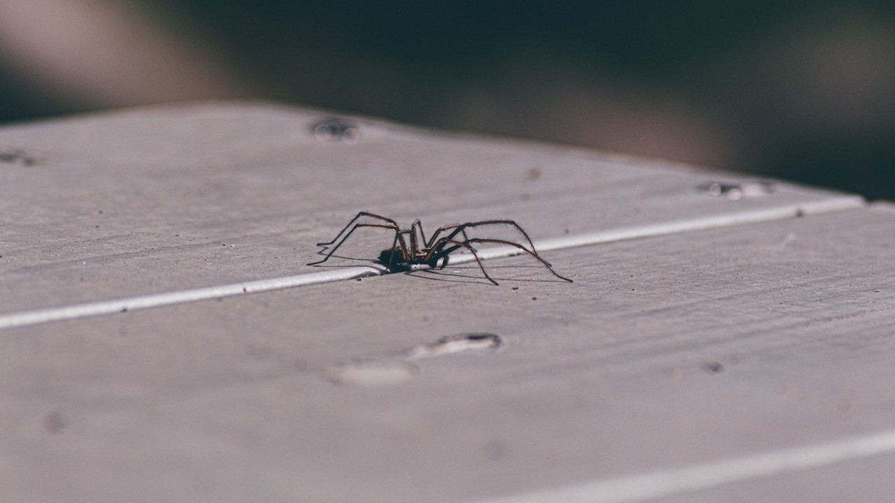 evitar que casa se infeste de arañas