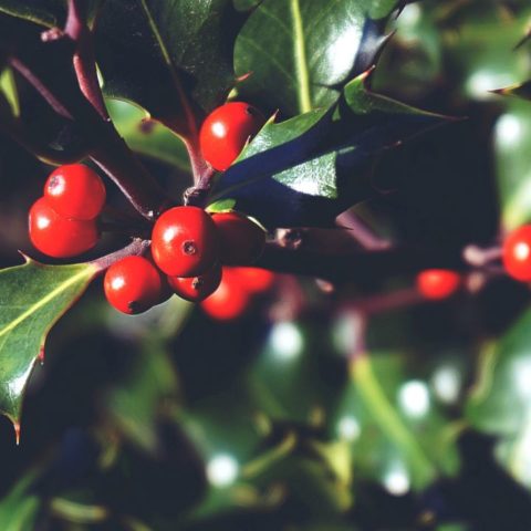 Acebo-la-planta-navidena-con-esferitas-rojas