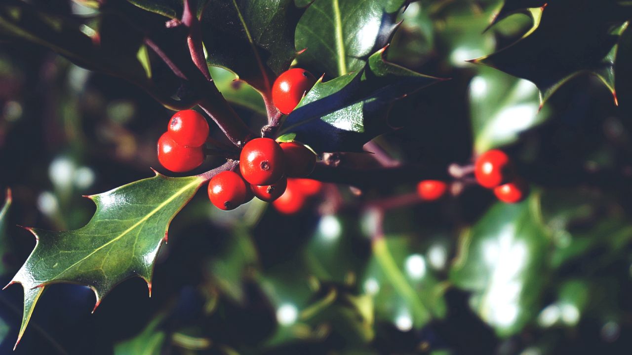 Acebo-la-planta-navidena-con-esferitas-rojas