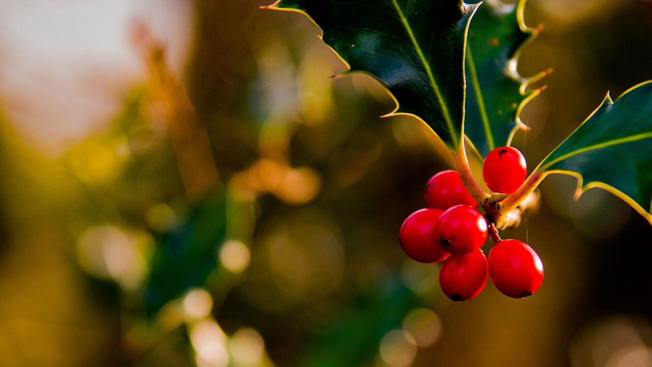 Acebo-la-planta-navidena-con-esferitas-rojas