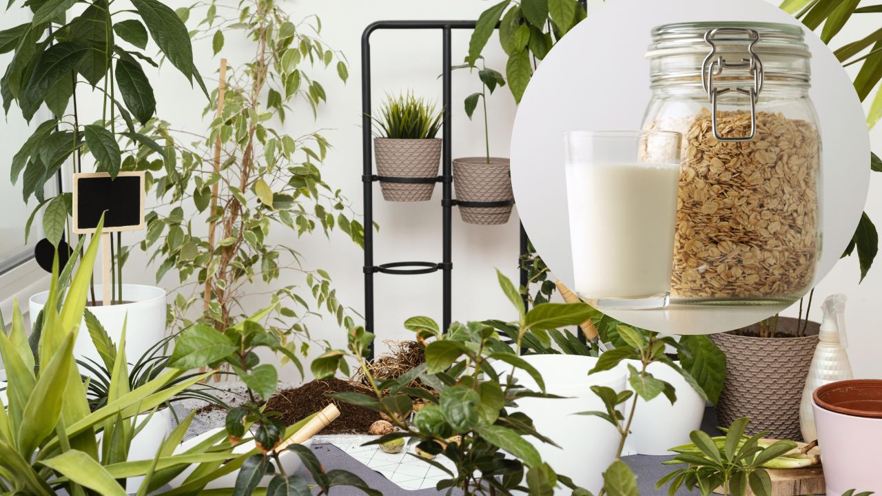 Agua-de-avena-beneficios-plantas