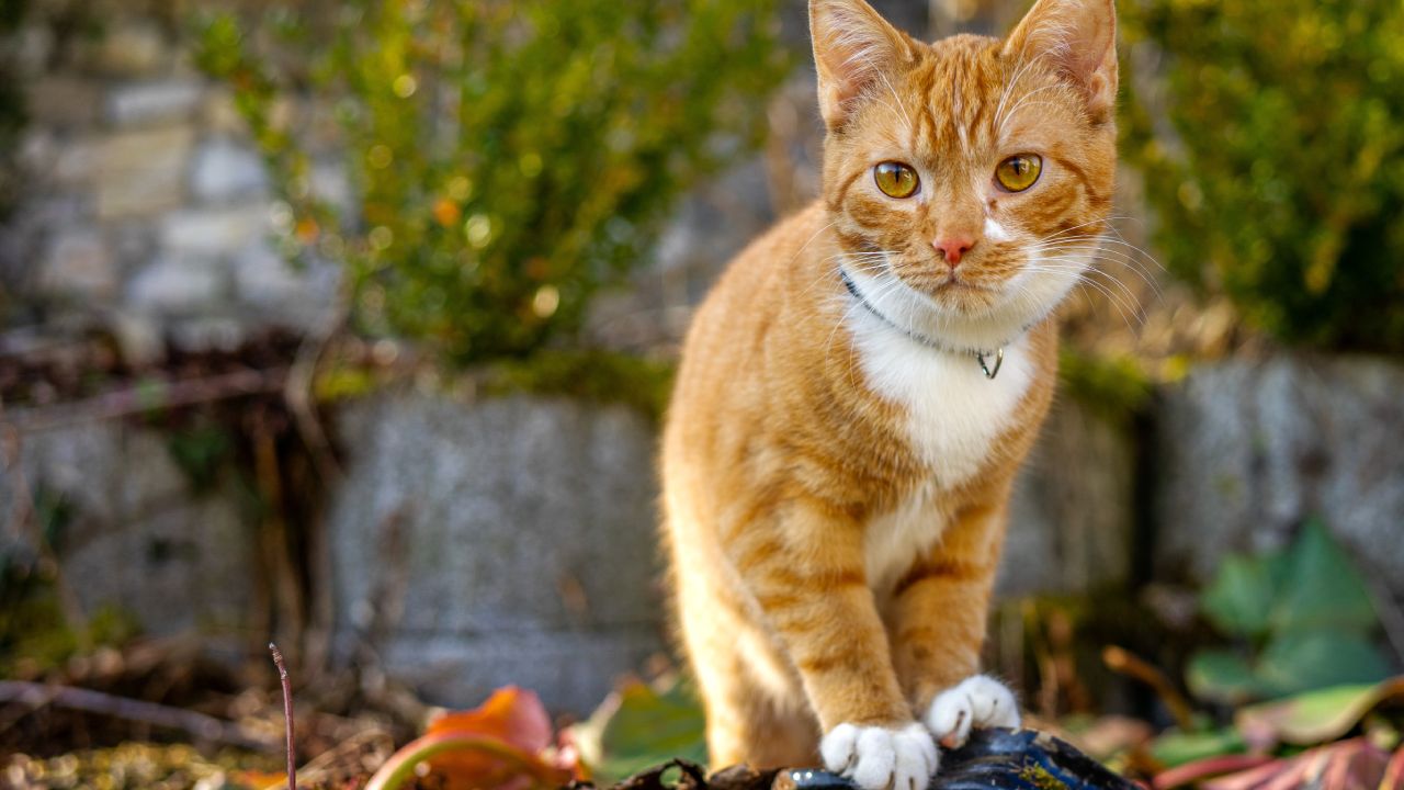 Ahuyentar-gatos-y-no-orinen-en-tu-techo-o-jardin