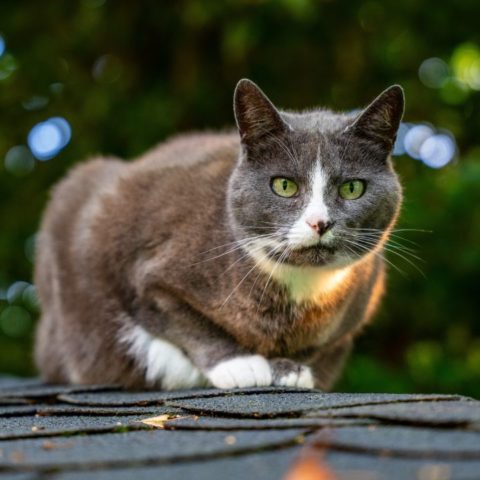 Ahuyentar-gatos-y-no-orinen-en-tu-techo-o-jardin