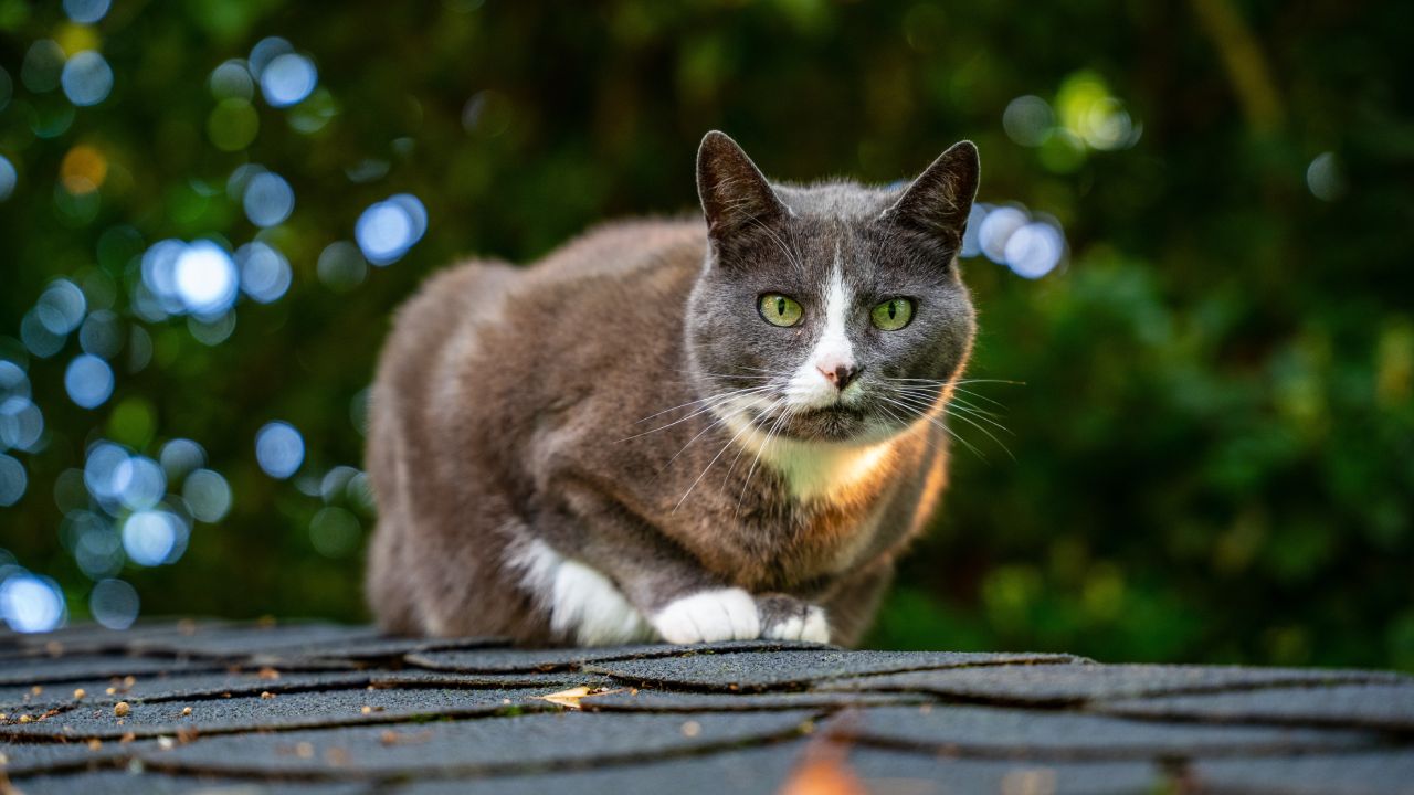 Ahuyentar-gatos-y-no-orinen-en-tu-techo-o-jardin