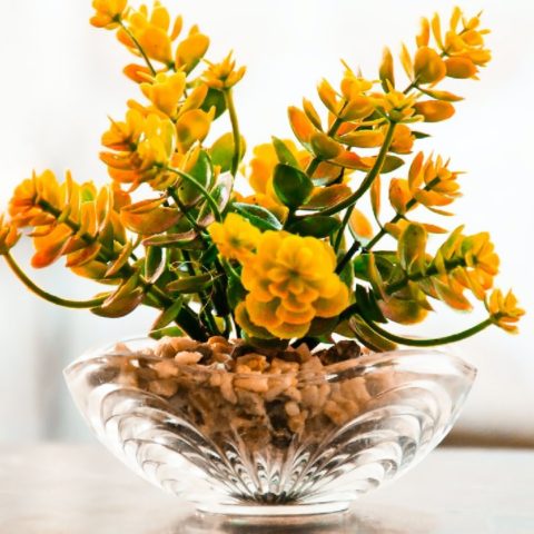 cómo se ve la falta de hierro en plantas