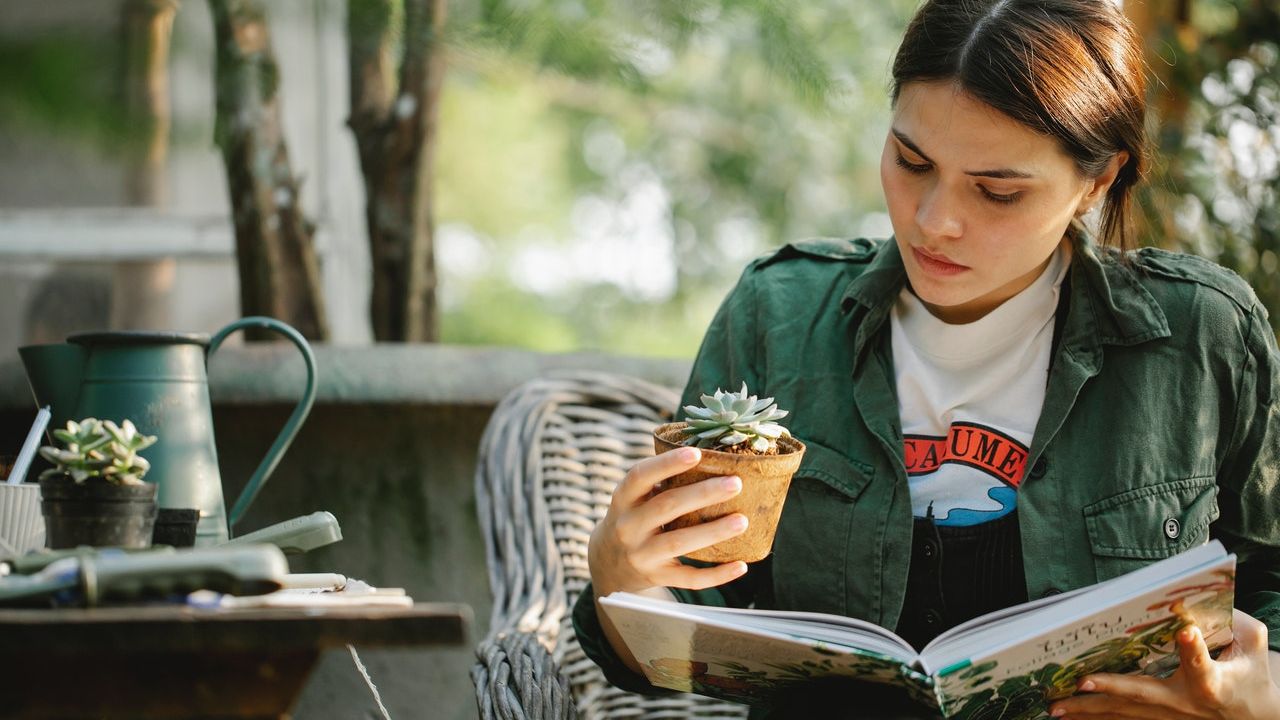 Cada cuanto debes regar una suculenta