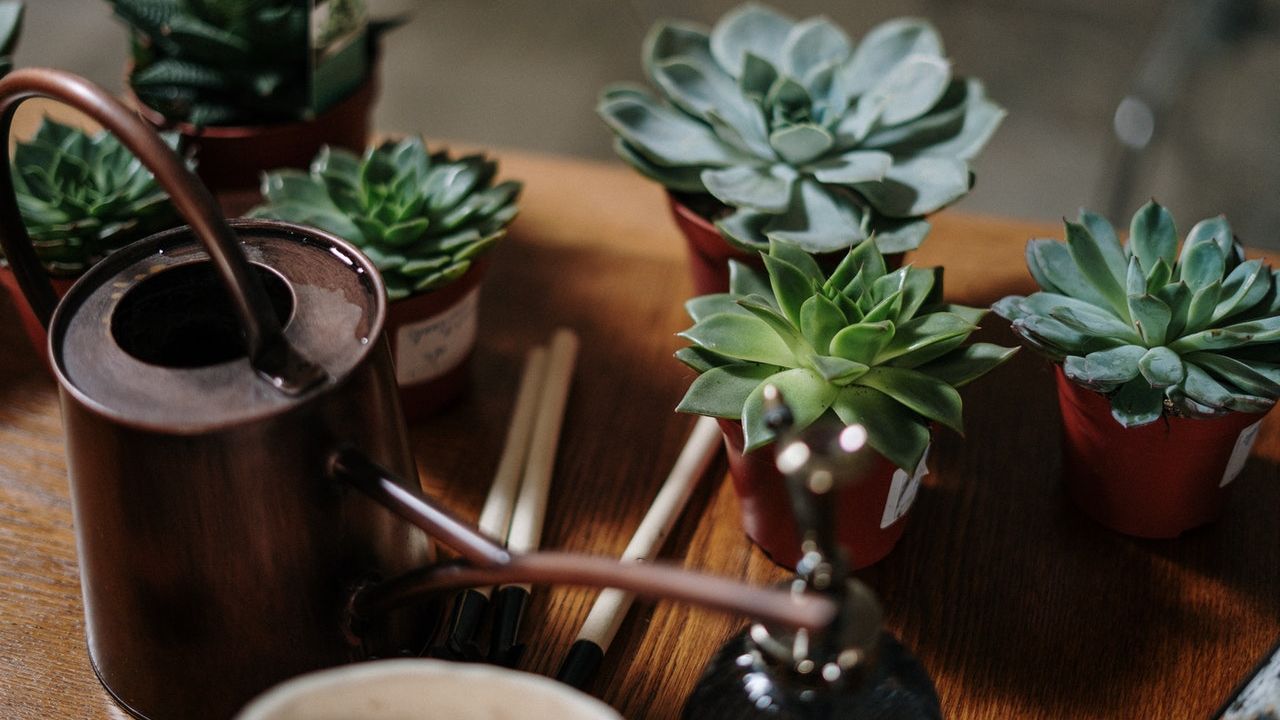 como regar suculentas