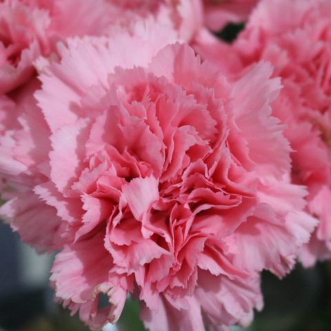 Claveles-comestibles-como-consumirlos-cual-es-su-sabor