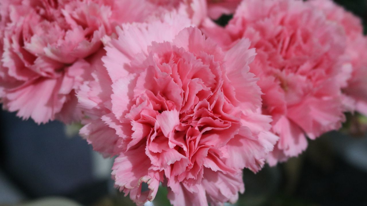 Claveles-comestibles-como-consumirlos-cual-es-su-sabor