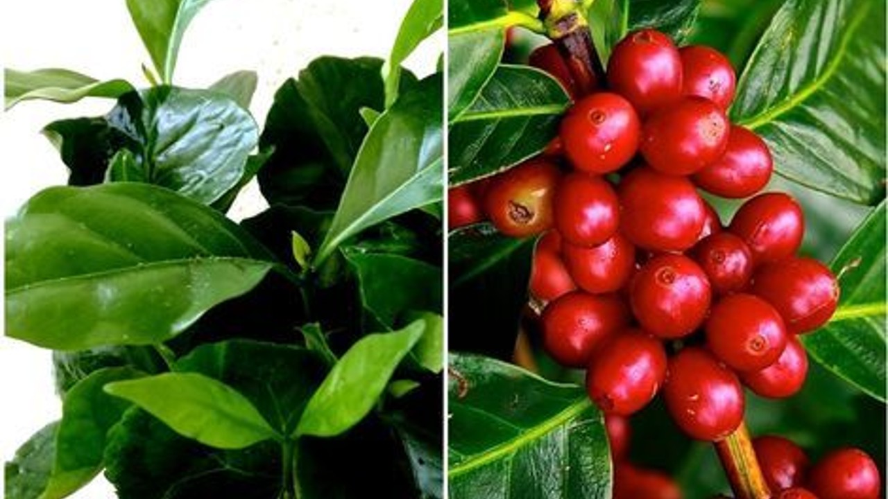 como cultivar cafe en maceta