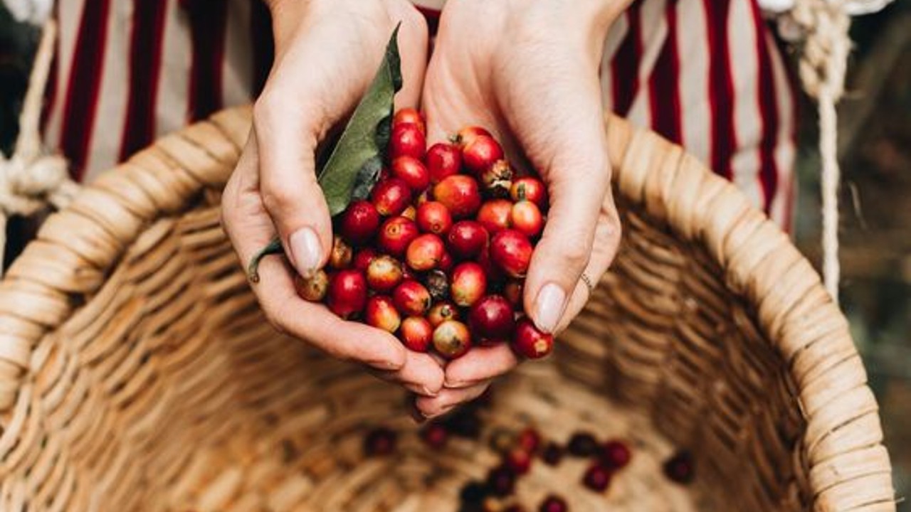 como cultivar cafe en maceta facil y rapido