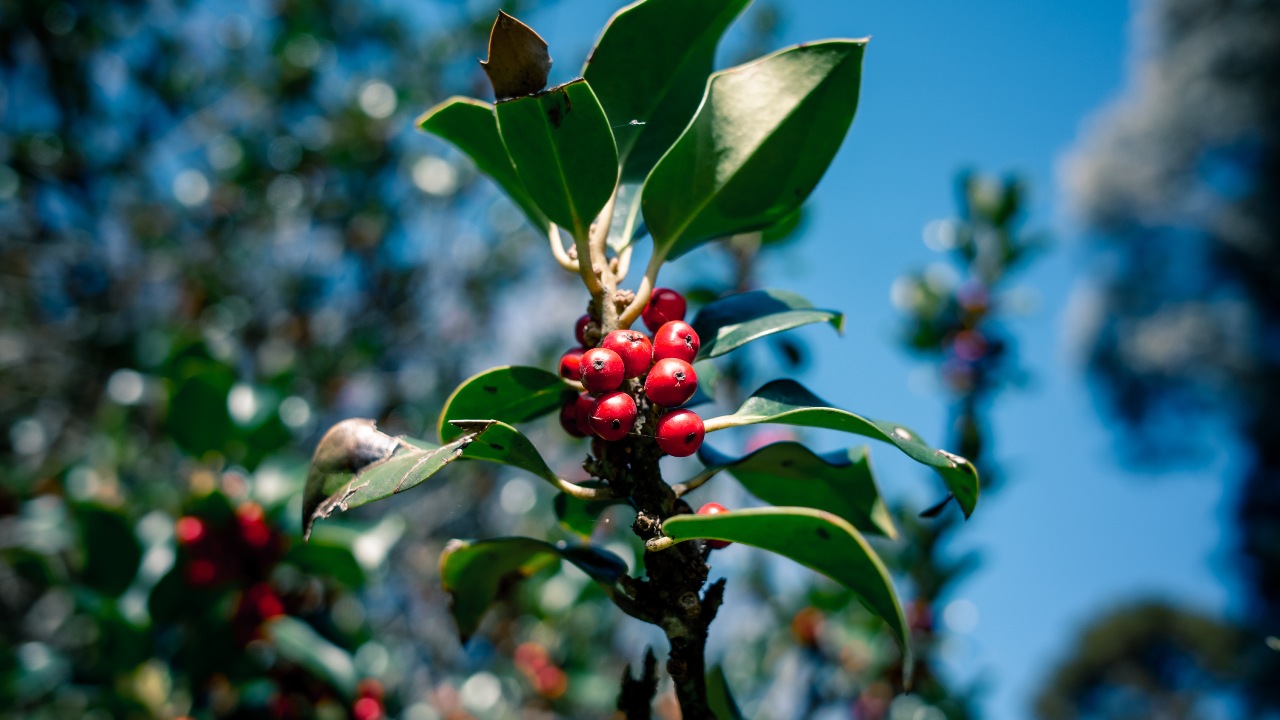 se puede cultivar cafe en casa